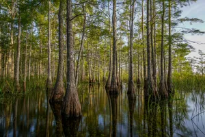 Nature Swamp Wallpaper