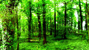 Nature’s Splendor - An Illuminated Forest Green Scene Wallpaper