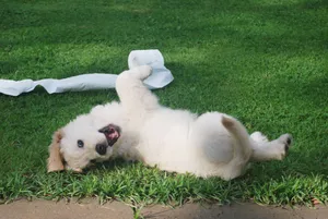 Naughty Puppy Wallpaper
