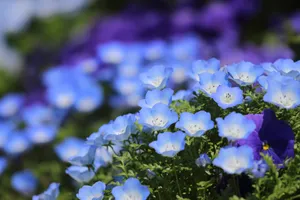 Nemophila Field Blue Flower Background Wallpaper