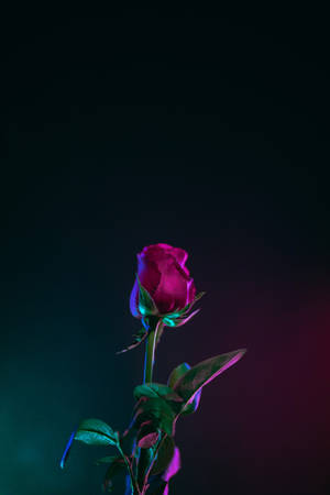 Neon-aesthetic Dark Hd Flowers Phone Wallpaper