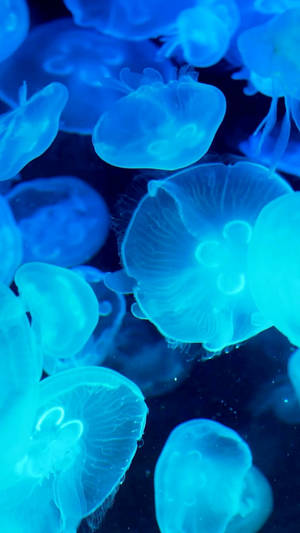 Neon Blue Jellyfish Iphone 8 Live Wallpaper