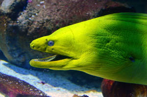 Neon Green Moray Eel Fish Underwater Wallpaper