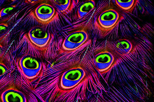 Neon Peacock Wallpaper