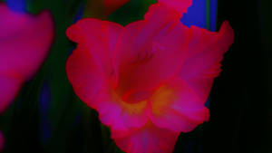 Neon Pink Flower In Dim Background Wallpaper