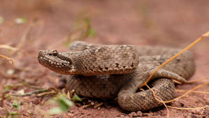 New High Altitude Species Mountain Viper Wallpaper