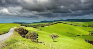 New Zealand Grassy Terrain Wallpaper