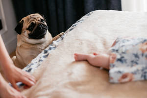 Newborn Baby Girl Pug Dog Wallpaper