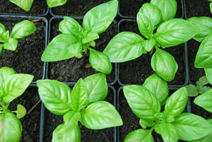 Newly Grown Basil Herbs In Nursery Wallpaper