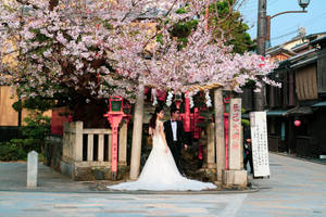 Newlyweds Under Japanese Sakura Wallpaper