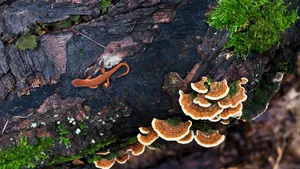 Newt_on_ Decaying_ Log_with_ Fungi_and_ Moss.jpg Wallpaper