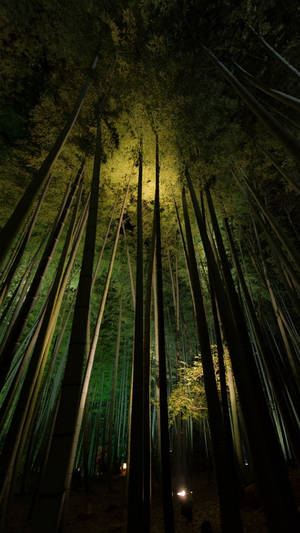 Nighttime Bamboo Forest Iphone Wallpaper
