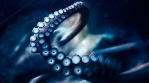 Nighttime Blue Octopus Wallpaper