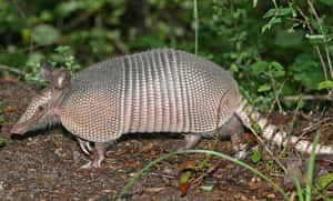 Nine Banded Armadilloin Natural Habitat.jpg Wallpaper