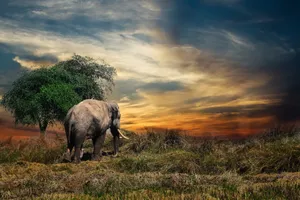 Nomadic Indian Elephant Wallpaper