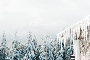 Nordic Forest With Icicles Wallpaper