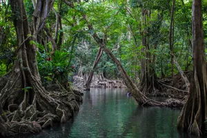 North America Dominica Mangrove Wallpaper