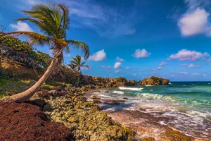 North America Jamaican Palm Trees Wallpaper