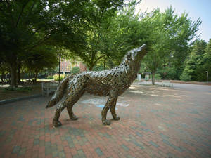 North Carolina State University Howling Wolf Sculpture Wallpaper