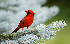 Northern Cardinal Beautiful Birds Wallpaper