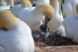 Northern Gannet Mother Bird Wallpaper