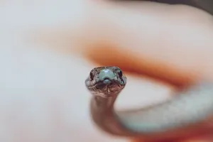 Northern Redbelly Snake Wallpaper