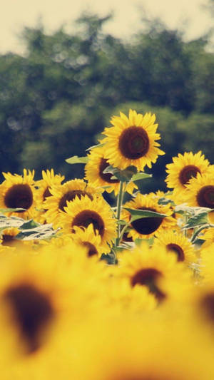 Nostalgic Sunflower Iphone Wallpaper