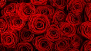 Not All Gestures Need Words - Valentines Day Roses Speak Louder Than Words Wallpaper