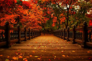 November Autumn Forest Bridge Wallpaper