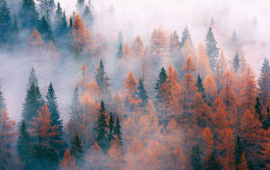 November Autumn Forest Fog Wallpaper