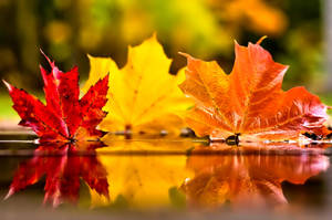 November Autumn Leaves Macro Wallpaper