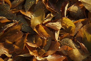 November Autumn Leaves Pile Wallpaper