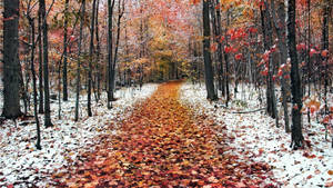 November Autumn Snow Path Wallpaper