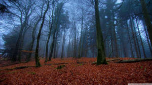 November Fall Forest Night Wallpaper