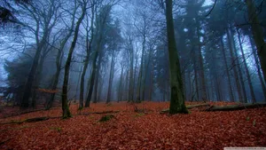 November Fall Forest Night Wallpaper