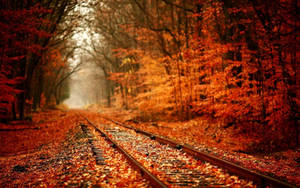 November Fall Forest Railroad Wallpaper