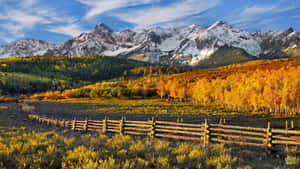 November Fall Forest Wooden Fence Wallpaper