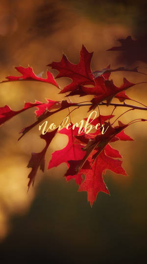 November Iphone Screen Background Wallpaper