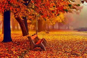 November Orange Autumn Bench Wallpaper