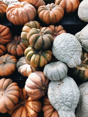 November Orange White Pumpkins Wallpaper