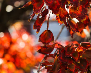 November Red Leaves Macro Wallpaper