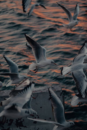 Numbers Of Seagull Birds Flying Near The Sea Wallpaper