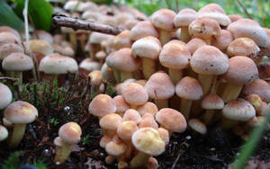 Numerous Clusters Of Cute Mushrooms Wallpaper
