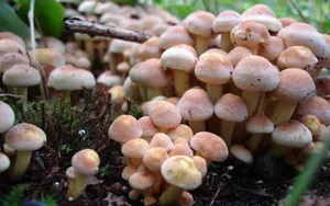 Numerous Clusters Of Cute Mushrooms Wallpaper