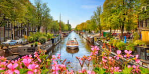Nurture Your Soul In The Tranquil Amsterdam Spring Wallpaper