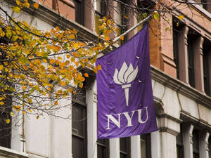 Nyu Banner Near A Tree Wallpaper