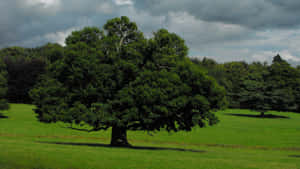 Oak Tree High Definition Wallpaper