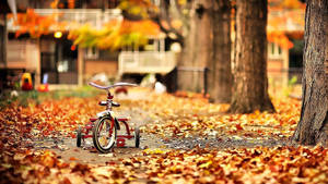 October Autumn Bike Leaves Wallpaper