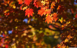 October Autumn Maple Tree Wallpaper