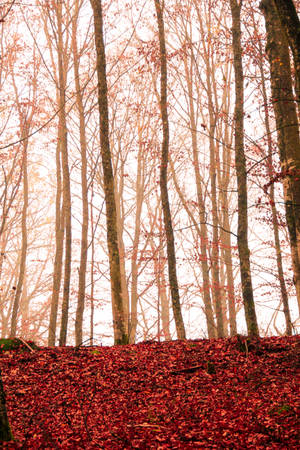 October Autumn Red Forest Wallpaper